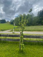 Apfelbaum zum selber ausgraben | Apfelbaum Bayern - Kempten Vorschau