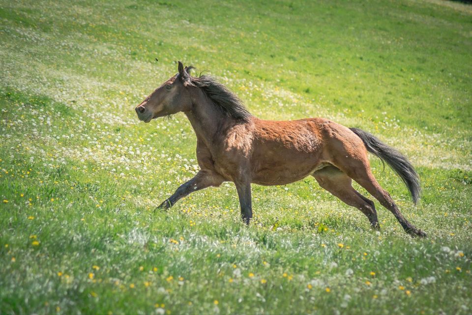 Junger Cruzado Wallach Freizeitpferd in Neumarkt-Sankt Veit