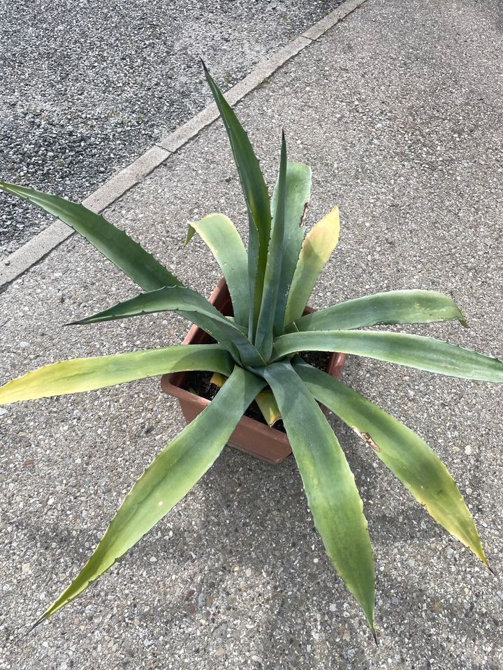 Große Agave in Oy-Mittelberg