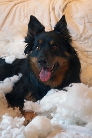 Der Hunde Coach... ...damit der Hund Sie wieder versteht. in Salzgitter