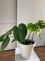 Monstera Pflanze Stuttgart - Stammheim Vorschau