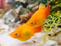 Platy Nachwuchs Fische Aquarium Schleswig-Holstein - Todenbüttel Vorschau