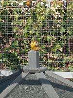 Schönen Kanarienvogel Sachsen-Anhalt - Alsleben (Saale) Vorschau