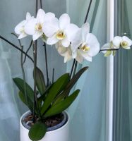 Zimmerpflanze Orchidee München - Sendling Vorschau