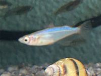 Neon Reisfisch Oryzias woworae 2,90€ Baden-Württemberg - Rangendingen Vorschau