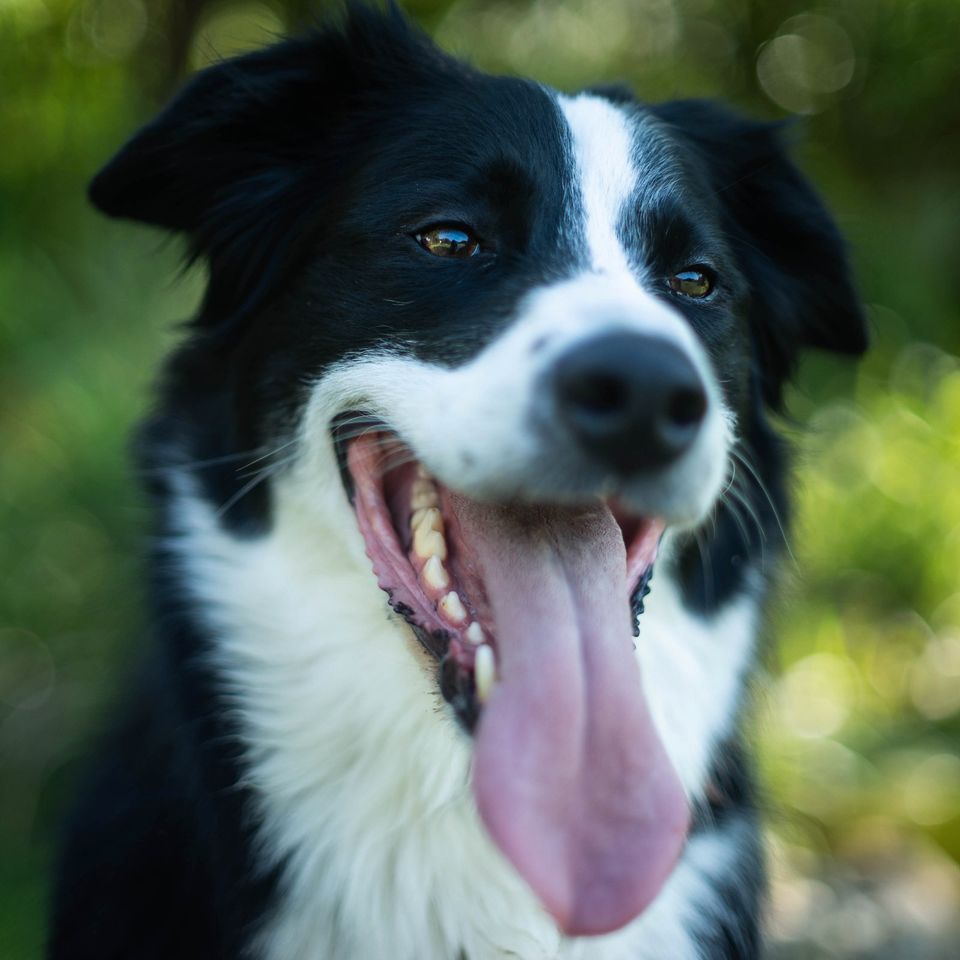 Dein Haustier und du, Fotoshooting in Waldsee