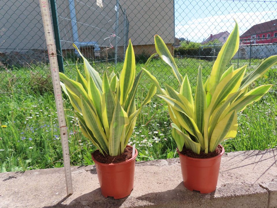 Bogenhanf Sansevieria aubrytiana Yellowstone variegata in Rudolstadt