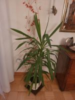 Yucca Palme - große Zimmerpflanze Thüringen - Gebesee Vorschau