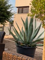 Agave americana Bayern - Hofheim Unterfr. Vorschau