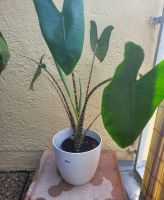 Alocasia Zebrina 70cm große Pflanze Zimmerpflanze XXL Hadern - Blumenau Vorschau