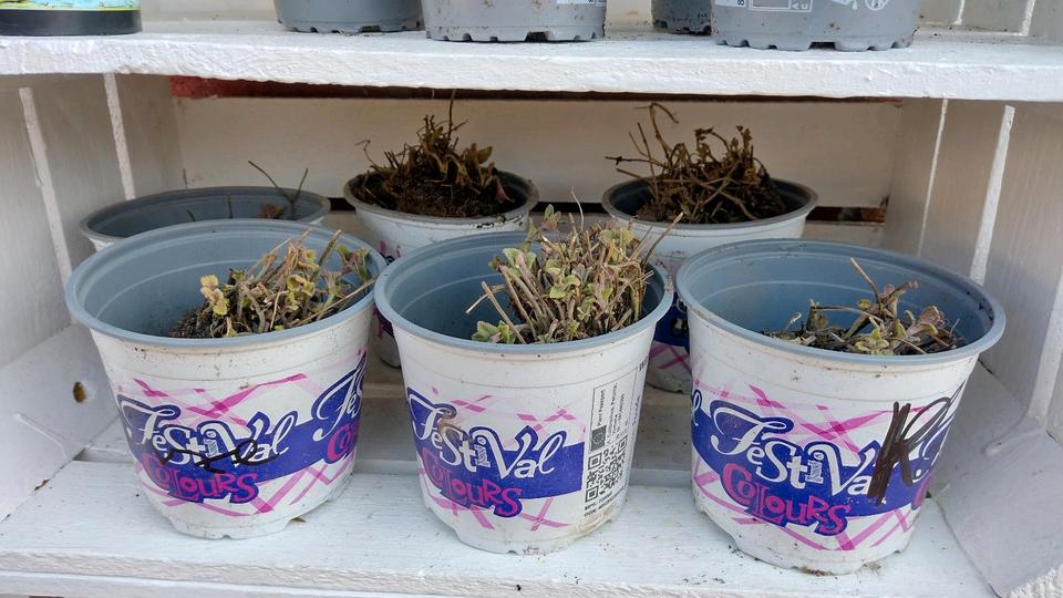 nur noch 6 Stück Starke junge Katzenminze Stauden in Wahrenholz