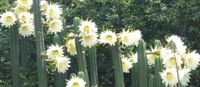 Trichocereus Pachanoi San Pedor bis 8 cm dick - Kakteen Bayern - Pilsting Vorschau