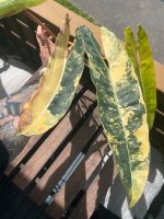 Philodendron Billietiae variegata XXL Kopfsteckling bewurzelt Stuttgart - Bad Cannstatt Vorschau