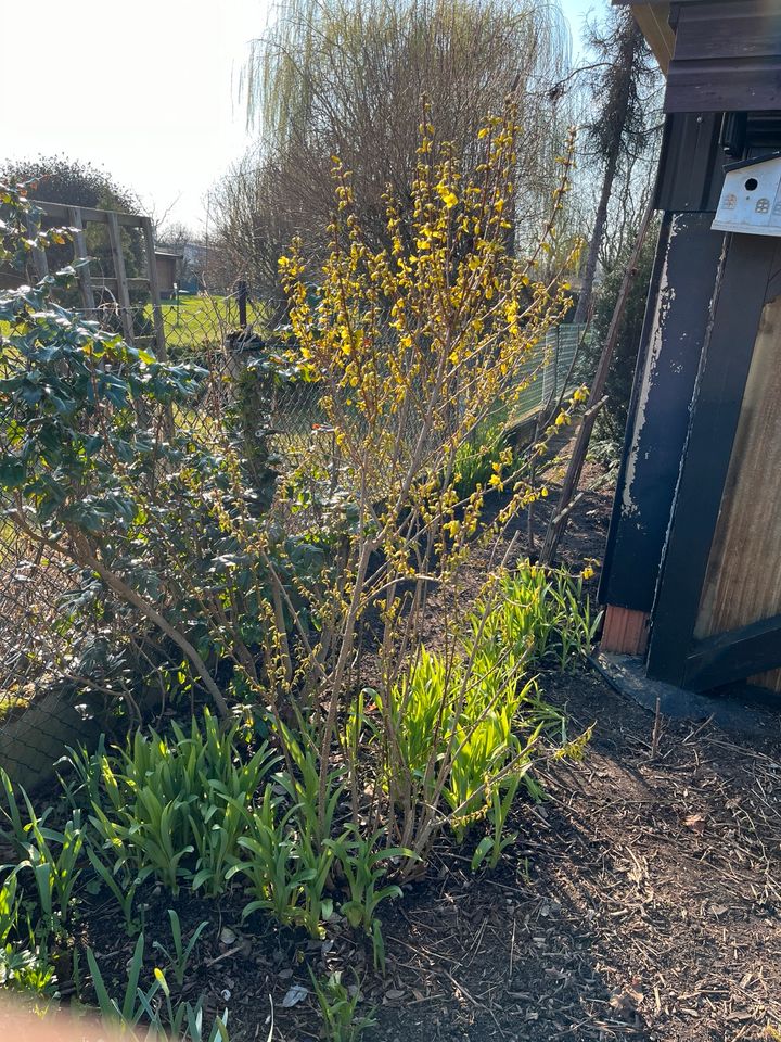 Forsythie, Goldglöckchen günstig abzugeben in Magdeburg