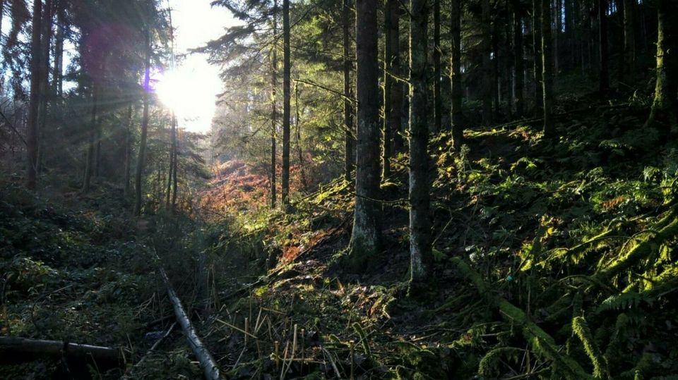 3 Waldgrundstücke  mit Bachlauf 17min. v. Köln-Ost in Overath