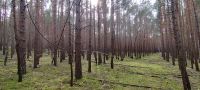 Wald , Waldgrundstück ,Grundstück zu verkaufen Brandenburg - Jänschwalde Ost Vorschau