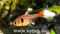 Gelber Phantomsalmler 3€ 10 Tiere 25€ Brandenburg - Spreenhagen Vorschau