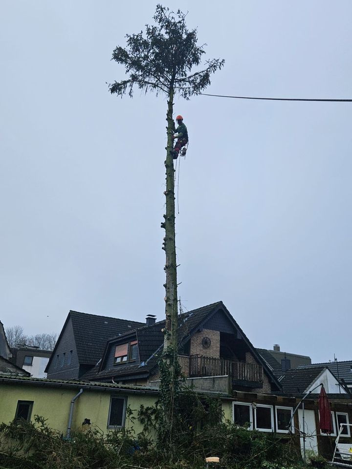 Rollrasen Gärtner Gartenarbeit Heckenschnitt Baumfäller in Essen