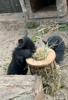 Zwergkaninchen abzugeben Schleswig-Holstein - Raisdorf Vorschau