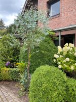 Eukalyptus Baum o.Zweige für Garten, Deko, Hochzeit Konfirmation Niedersachsen - Himmelpforten Vorschau