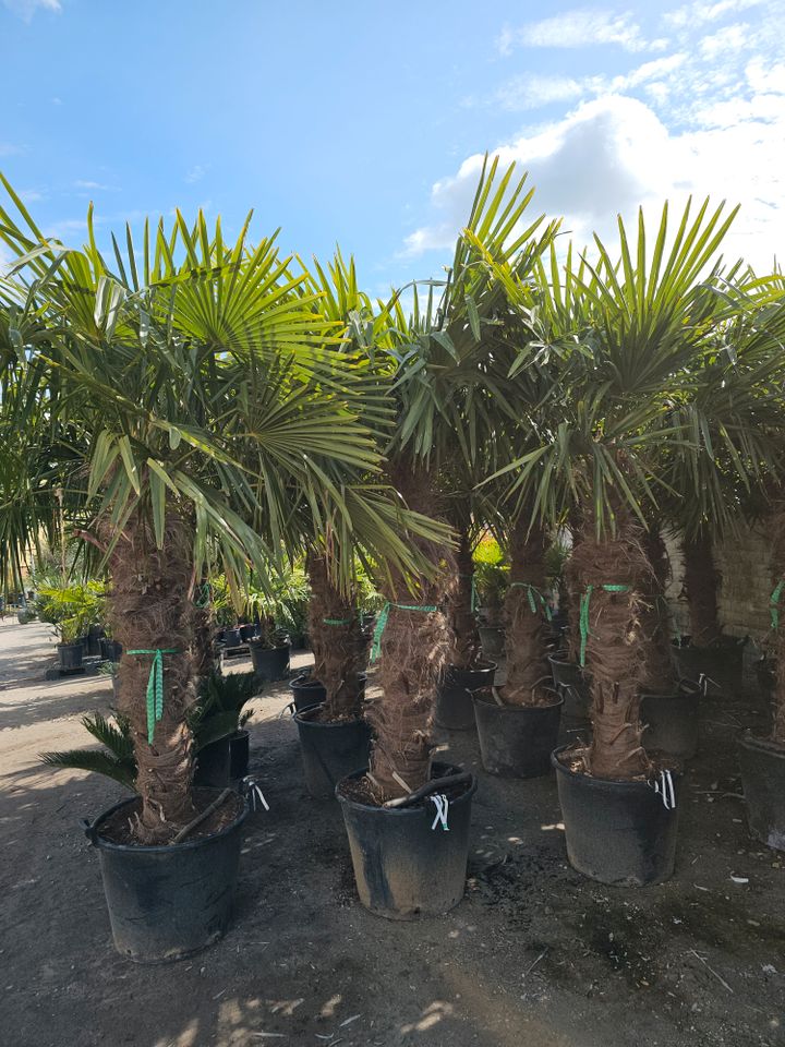 Trachycarpus Fortunei Chinesische Hanfpalme 125/150 Sth in Oer-Erkenschwick