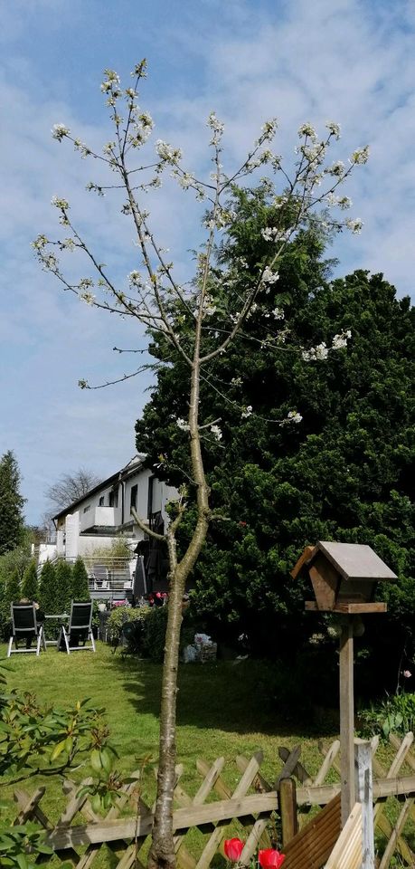 4m großer Kirschbaum in Mettmann