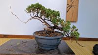 Bonsai Wacholder Hessen - Alsfeld Vorschau