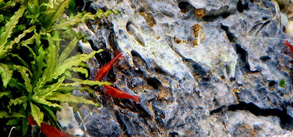 Red Fire Garnele (n) | Aquascape | Nano Cube | Aquarium Pflanze in Bernburg (Saale)