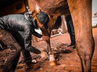 Mobiler Scherservice | Pferd scheren Schur Schermaschine Harburg - Hamburg Neuenfelde Vorschau