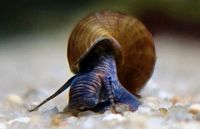 ♦️ Riesenturmdeckelschnecke - Brotia herculea ♦️ Bayern - Peißenberg Vorschau