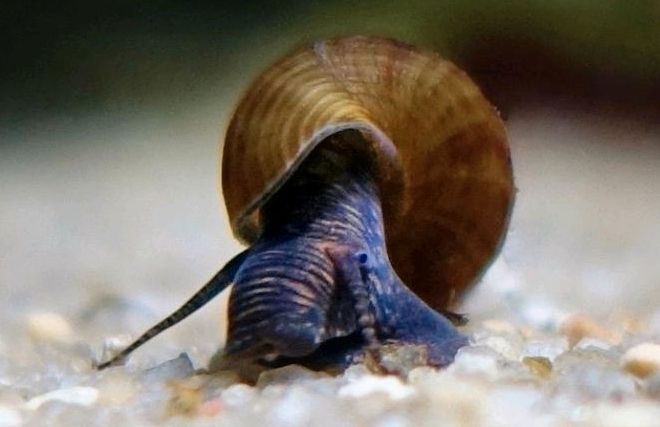 ♦️ Riesenturmdeckelschnecke - Brotia herculea ♦️ in Peißenberg