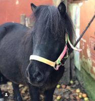 Reitbeteiligung auf liebem Shetty Niedersachsen - Holle Vorschau