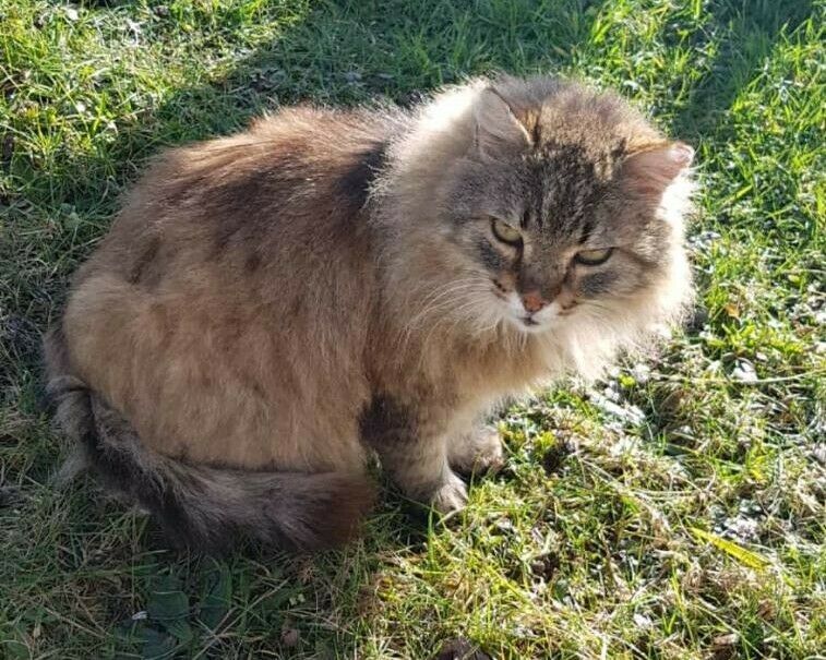 Katze vermisst! Kater Tom-Moritz gesucht! in Görwihl