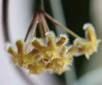 Hoya Erythrina Bayern - Störnstein Vorschau