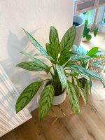 Kolbenfaden aglaonema commutatum Bremen-Mitte - Ostertor Vorschau