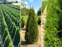 Lebensbaum Thuja occidentalis 'Smaragd' 140-160 cm | Bayernhecke, Bayern - Weißenburg in Bayern Vorschau