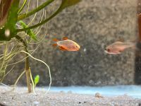 Perlhuhnbärblinge Fisch Aquarium Brandenburg - Kloster Lehnin Vorschau