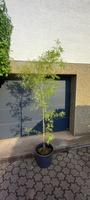 Fünfblättriger Ahorn - Acer pentaphyllum Saarland - Saarwellingen Vorschau