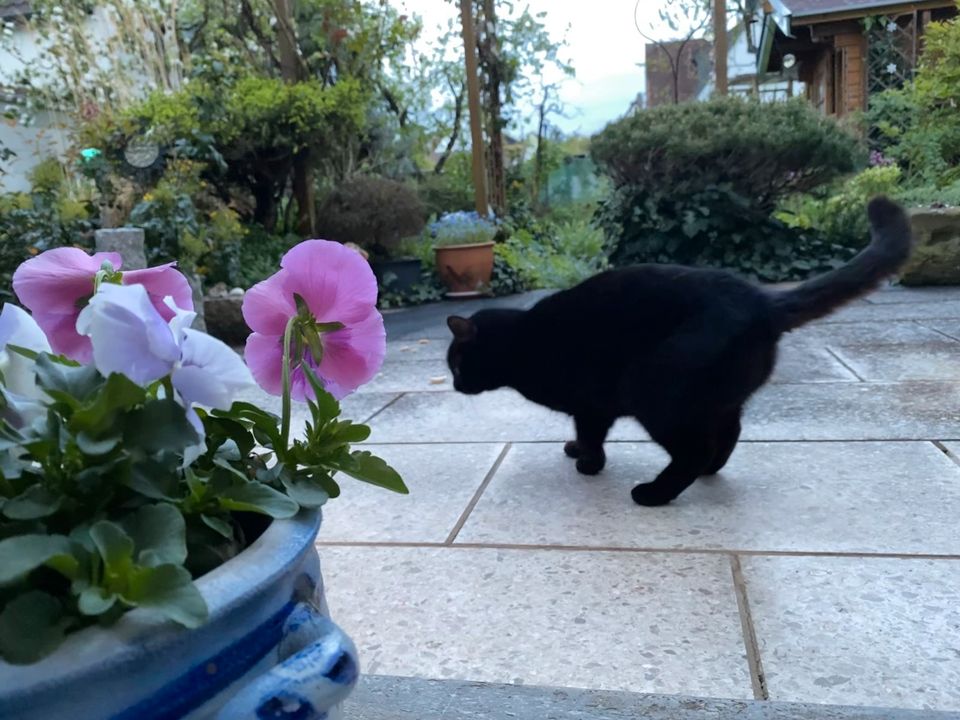Vermisst? Schwarze Katze zugelaufen in 97525 Schwebheim in Bad Kissingen