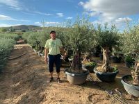 Olea Europaea(Olivenbaum) ab 25/45cm Stammumfang Nordrhein-Westfalen - Recklinghausen Vorschau