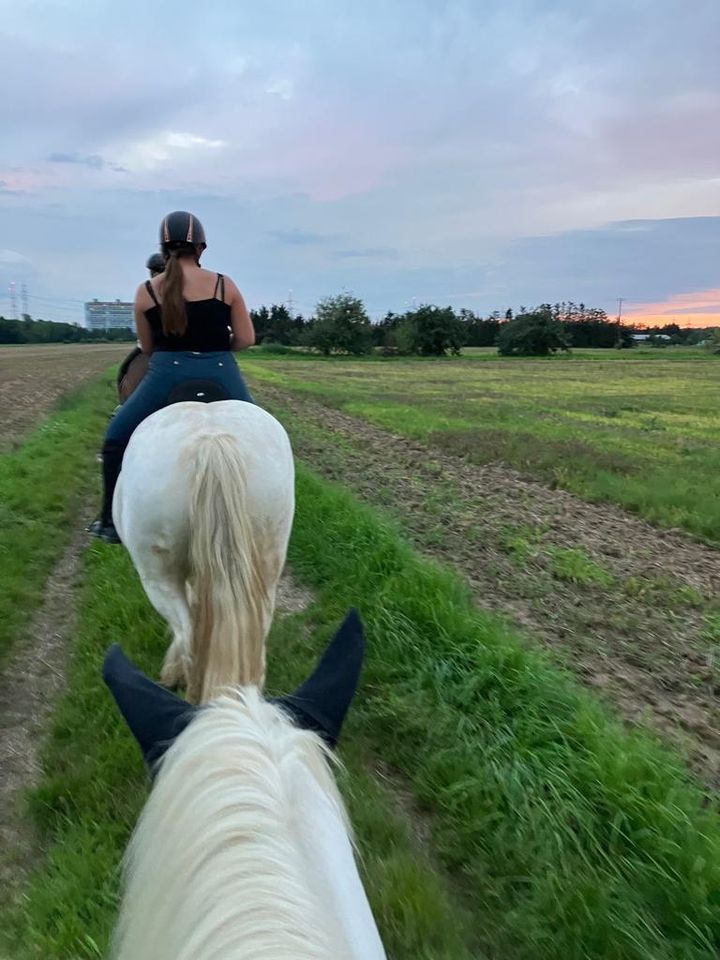 Ich suche eine Reitbeteiligung (Reiter sucht Pferd) in Frankfurt am Main