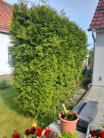 Hecke immergrün als Sichtschutz für die Terrasse Zu Verkaufen Nordrhein-Westfalen - Bünde Vorschau