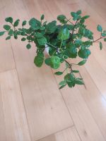 Zimmerpflanze Schwedischer Efeu Nordrhein-Westfalen - Merzenich Vorschau