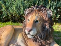 Löwe Deko Lebensechte Dekoration Raubkatze Garten Hausfigur Rheinland-Pfalz - Waldbreitbach Vorschau