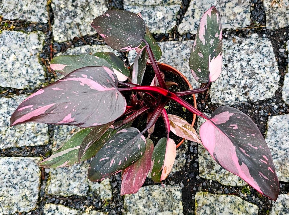 Philodendron Pink Princess Galaxy - M2Rqun in Obertshausen