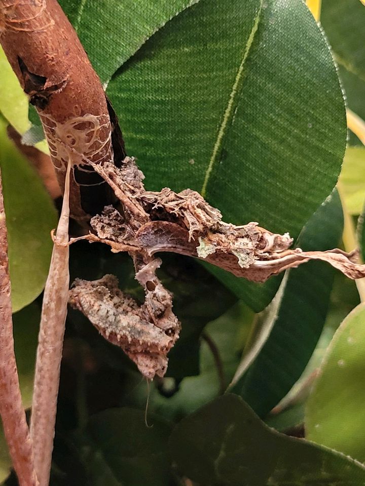 Pseudacanthops lobipes ☆Gottesanbeterin,Mantiden,Mantis,Nymphen☆ in Hamburg