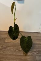 Ableger Philodendron Melanochrysum Aachen - Aachen-Mitte Vorschau