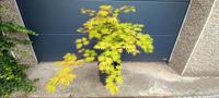 Siebolds Ahorn - Acer sieboldiana 'F. Nakai' Saarland - Saarwellingen Vorschau