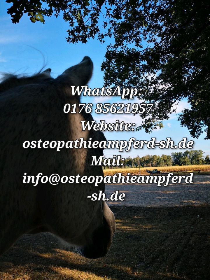 Pferdeosteopathie, Osteopathie, Pferdetherapie, in Weddelbrook