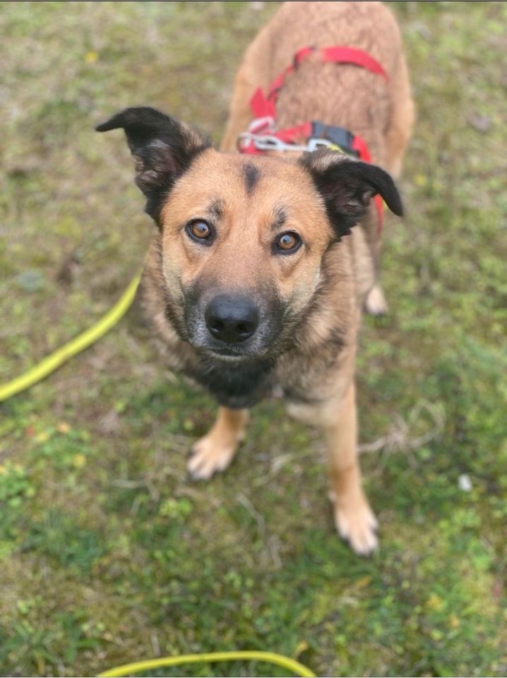 Fifi, Hündin kastriert, ca 2,5 Jahre, ca 50 cm in Wegberg